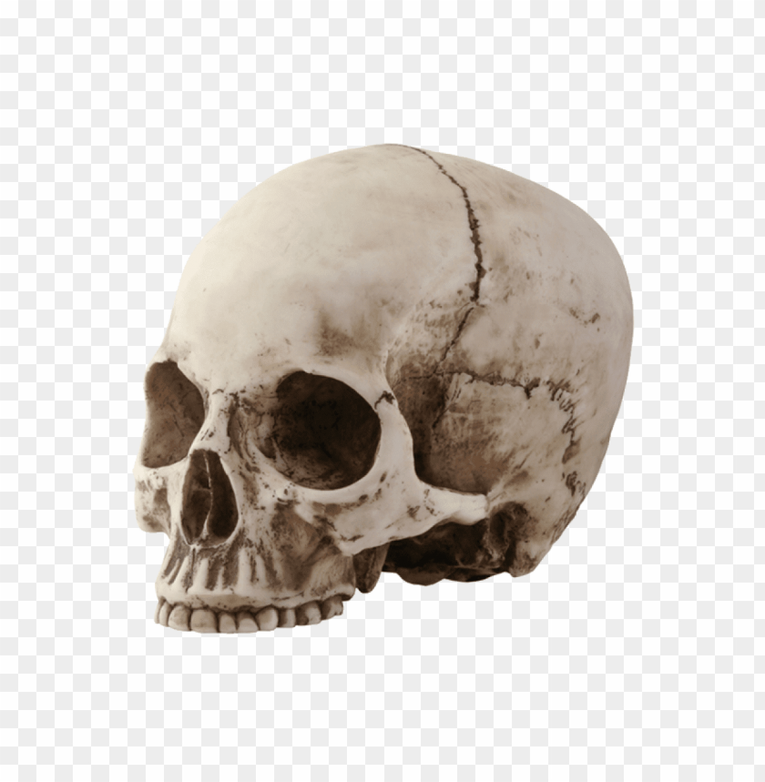 people, skulls and skeletons, skull sideview, 