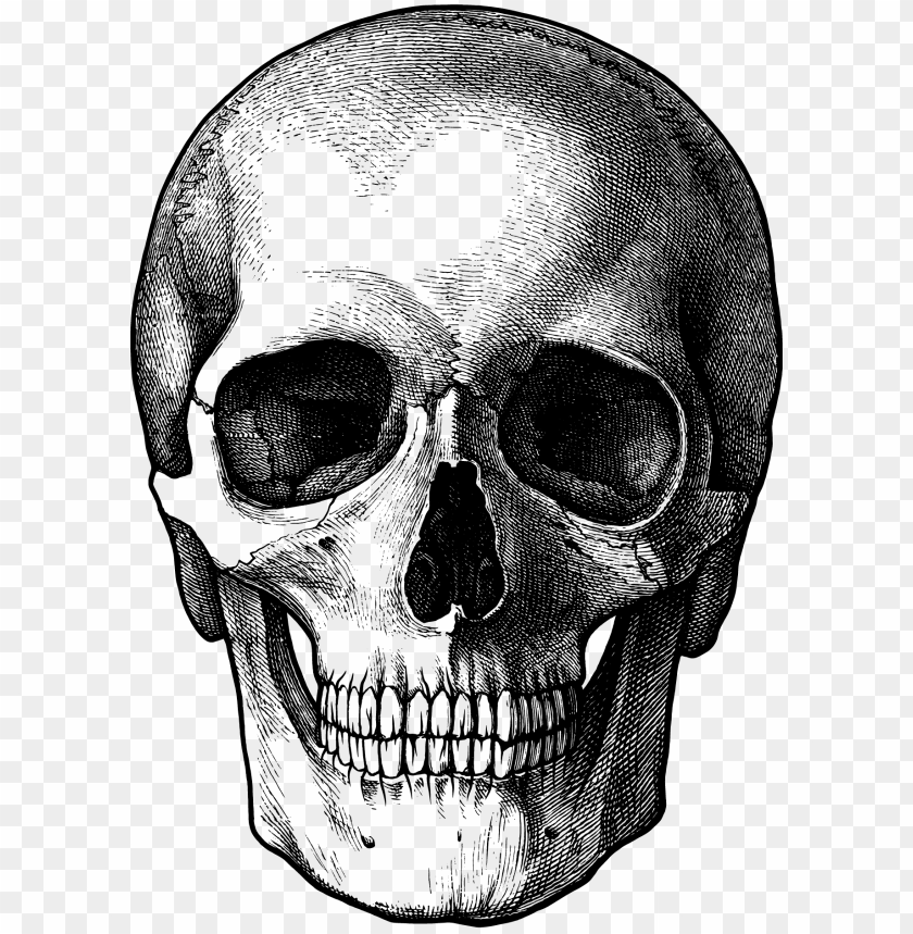 
skull
, 
human skull
, 
skeleton skull
, 
brain holder
, 
clipart
, 
head
