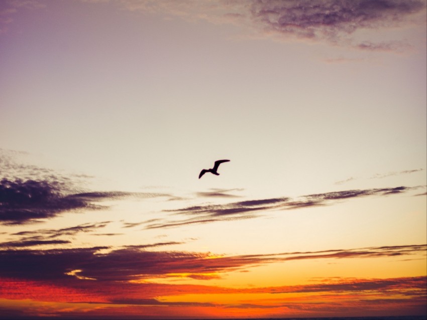 Sky Bird Clouds Sunset Height Fly Background Toppng