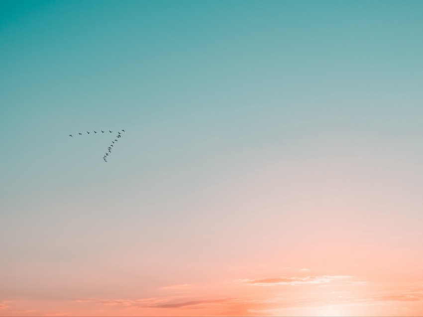 sky, birds, flight, gradient, silhouettes png - Free PNG Images | TOPpng