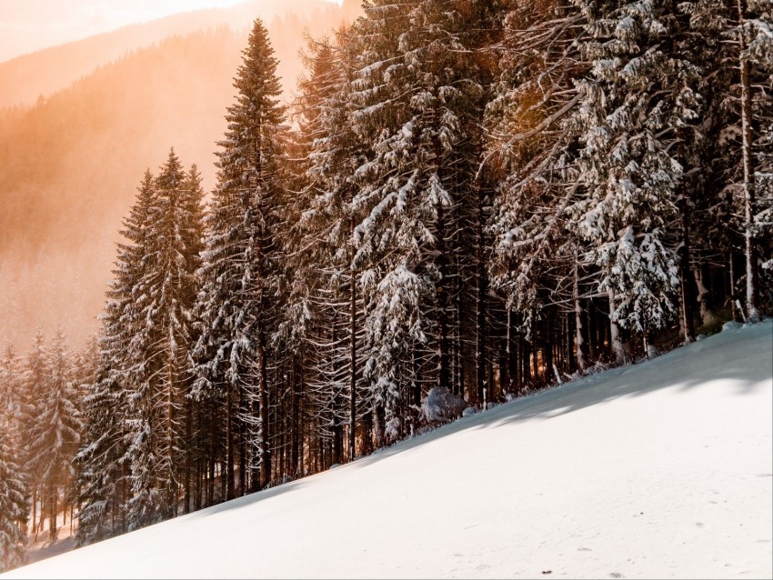 slope, winter, snow, trees, sky, sunlight