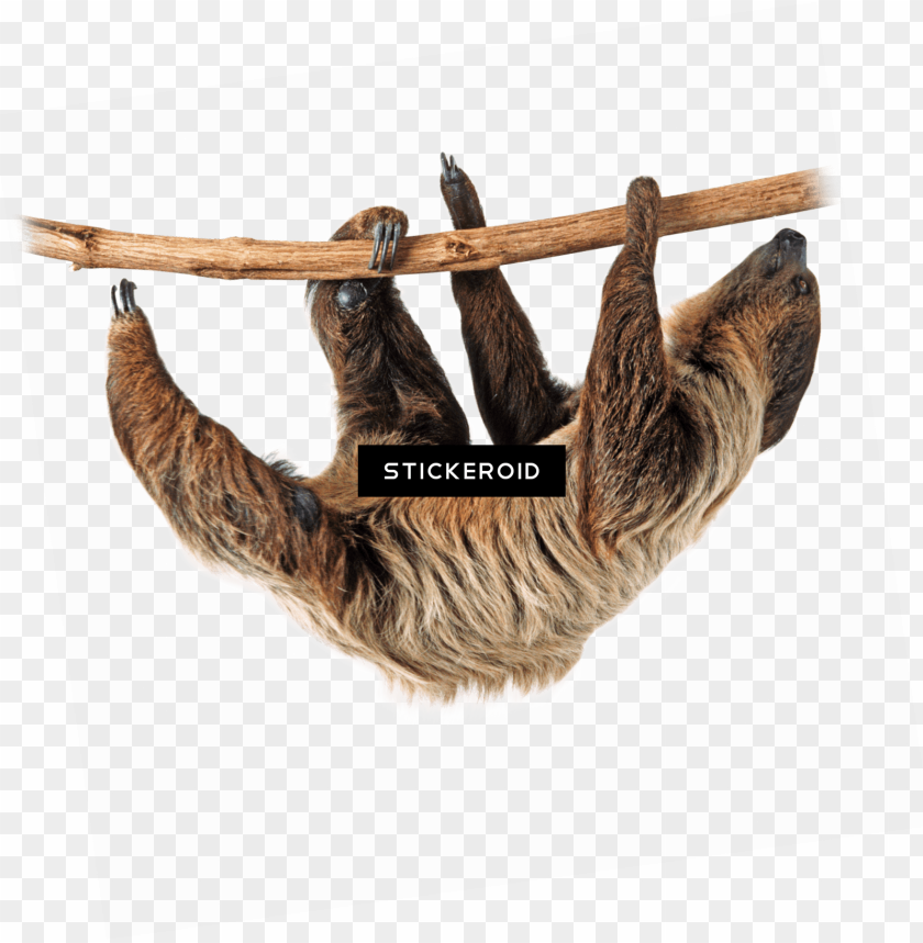 Sloth Png Image With Transparent Background Toppng - shoulder sloth roblox free