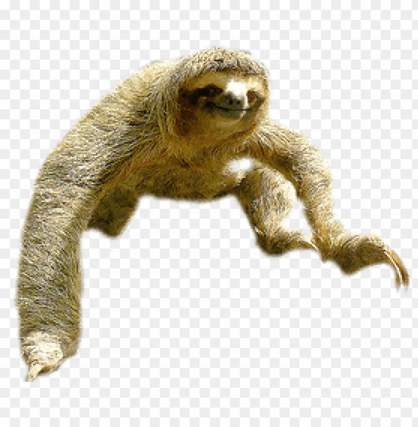 Download Sloth Jump Png Images Background Toppng - shoulder sloth roblox free