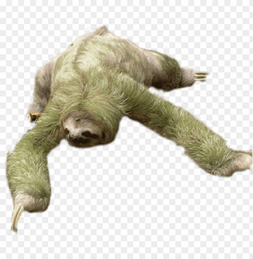 Download Sloth Looking Down Png Images Background Toppng - shoulder sloth roblox