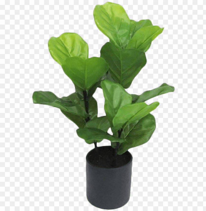 pot leaf, leaf crown, green leaf, leaf clipart, palm tree leaf, weed leaf