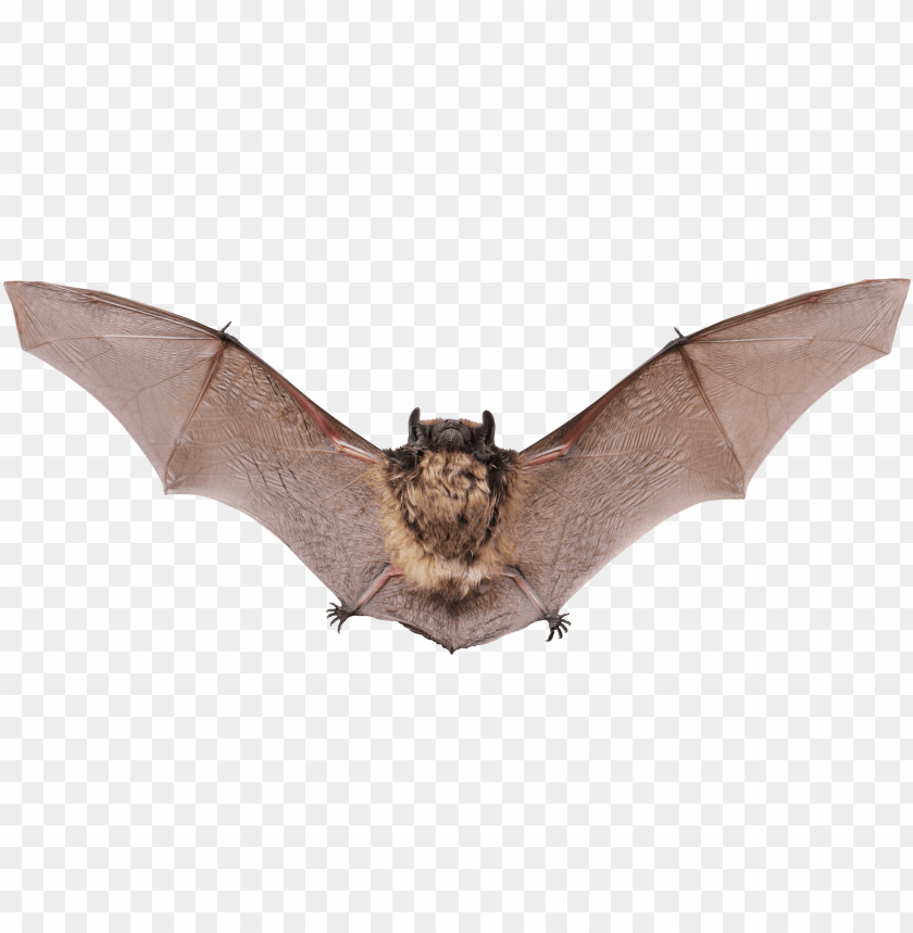 animals, bats, small bat open wings, 
