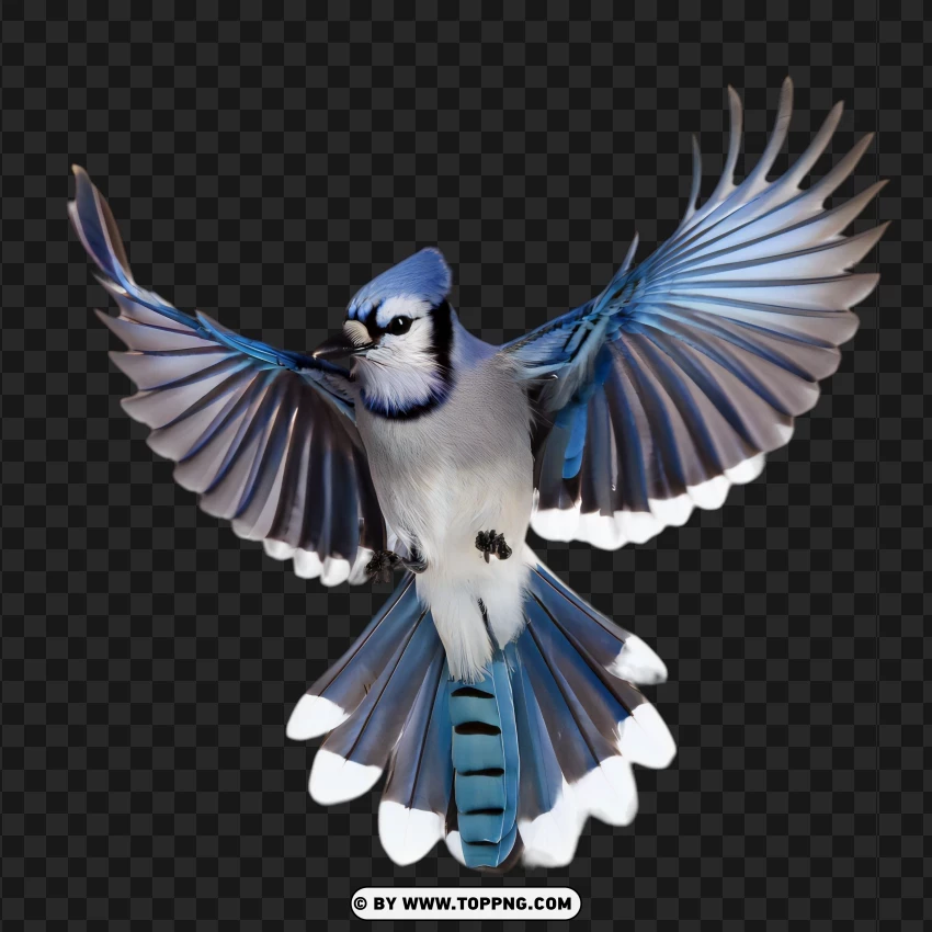 bird, blue jay, wings, mid-flight