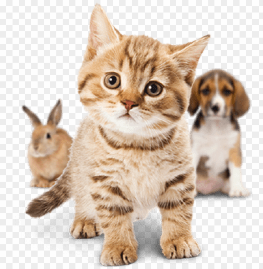 animal, dog, illustration, kitty, insect, kitten, isolated