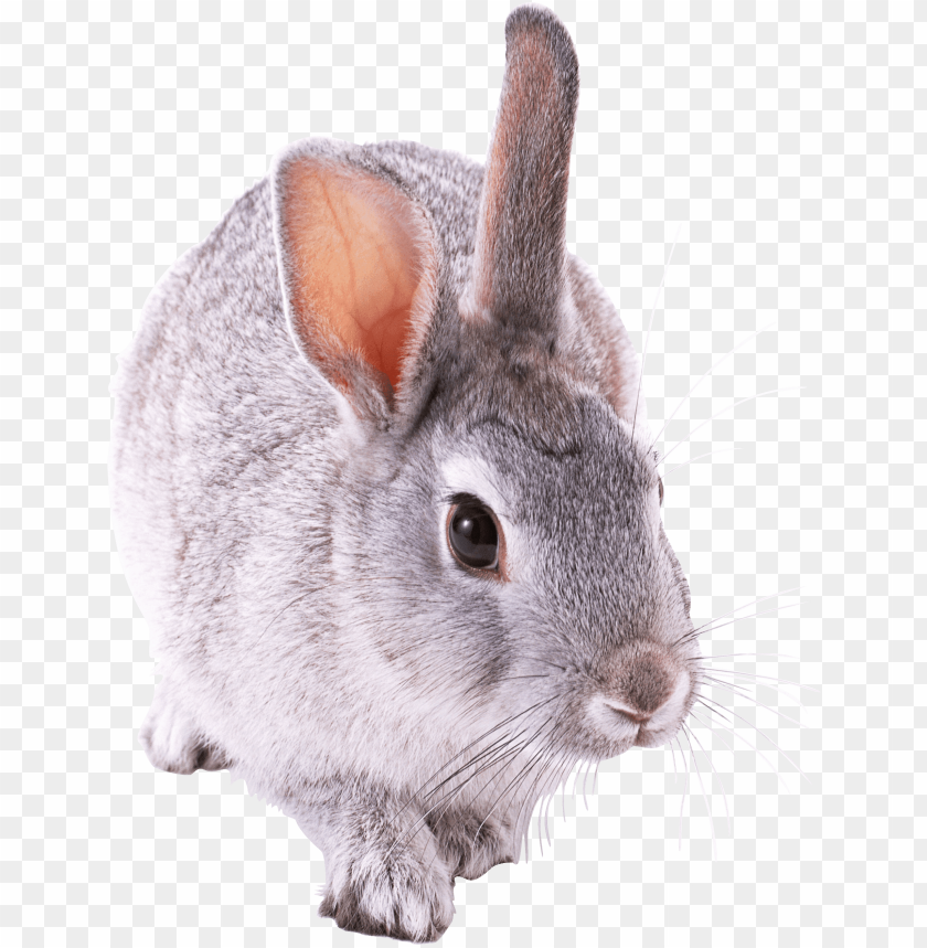 animals, rabbits, small cute rabbit, 