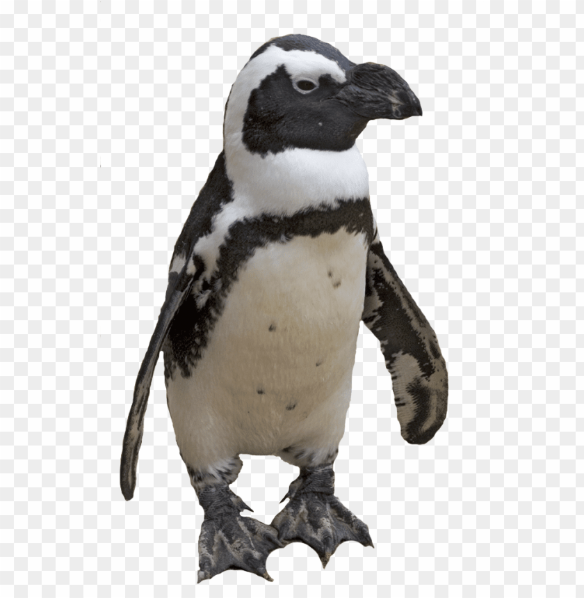 animals, penguins, small penguin, 