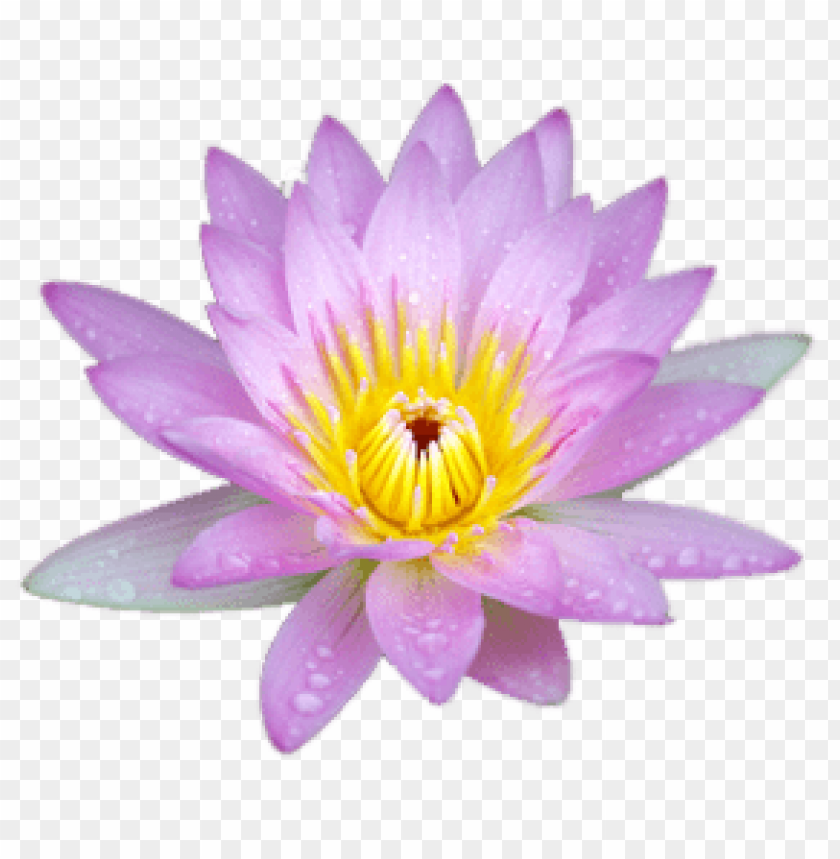 small pink lotus