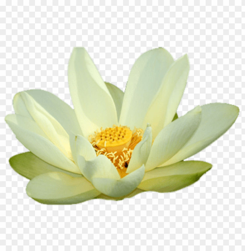 small png white lotus