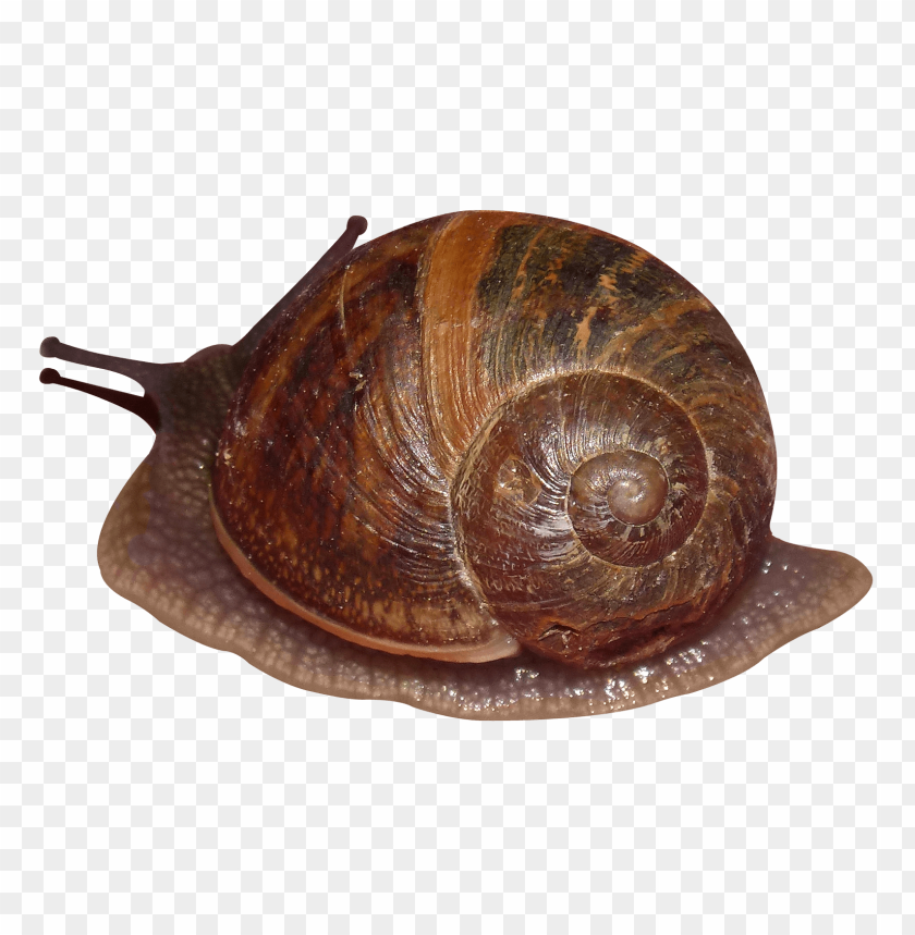 shell, animal, snail, molluscs