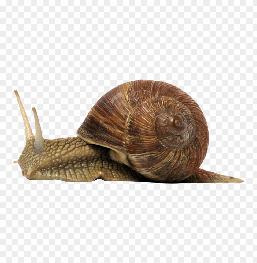 shell, animal, snail, molluscs