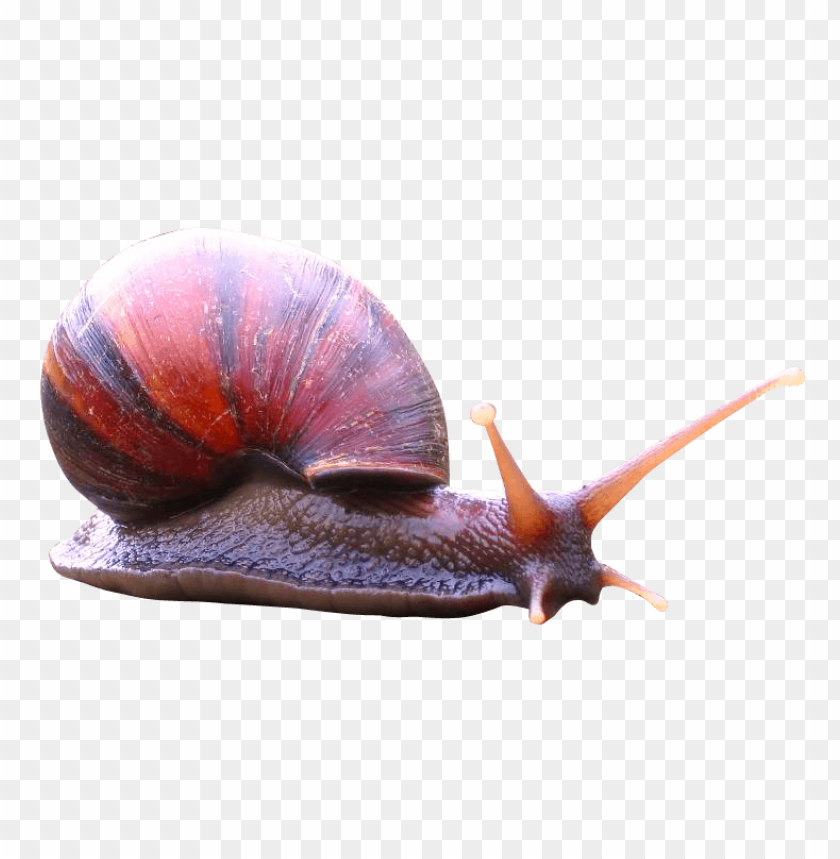 animal, snail, molluscs