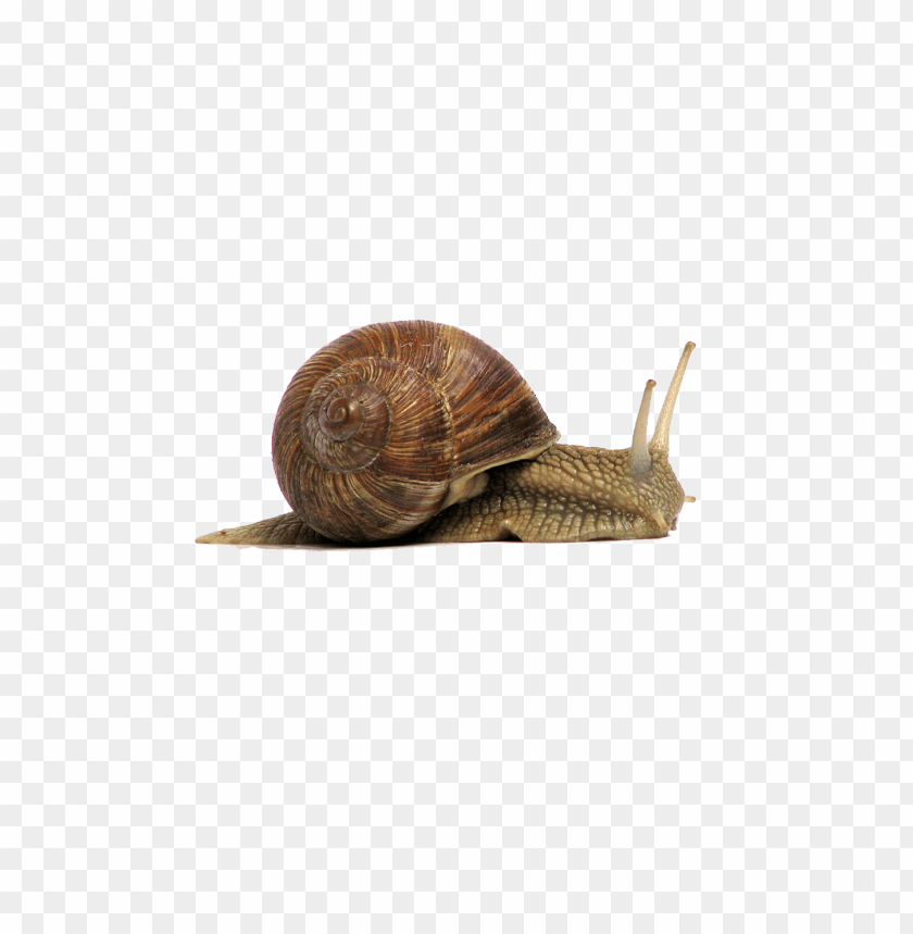 animals, snails, snail brown, 