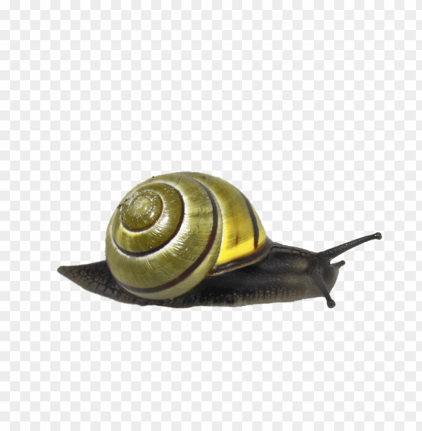 animals, snails, snail green, 