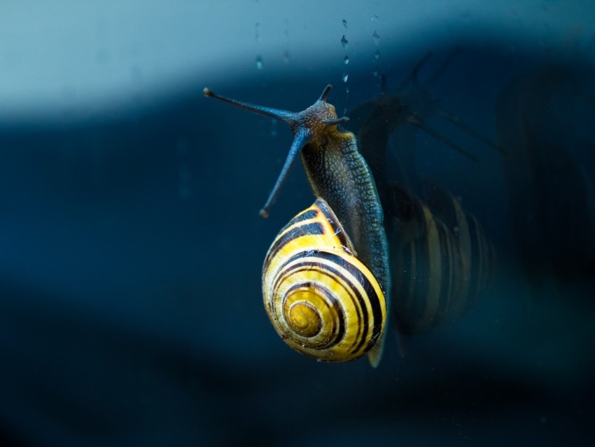 snail, mollusc, spiral, mollusc shell