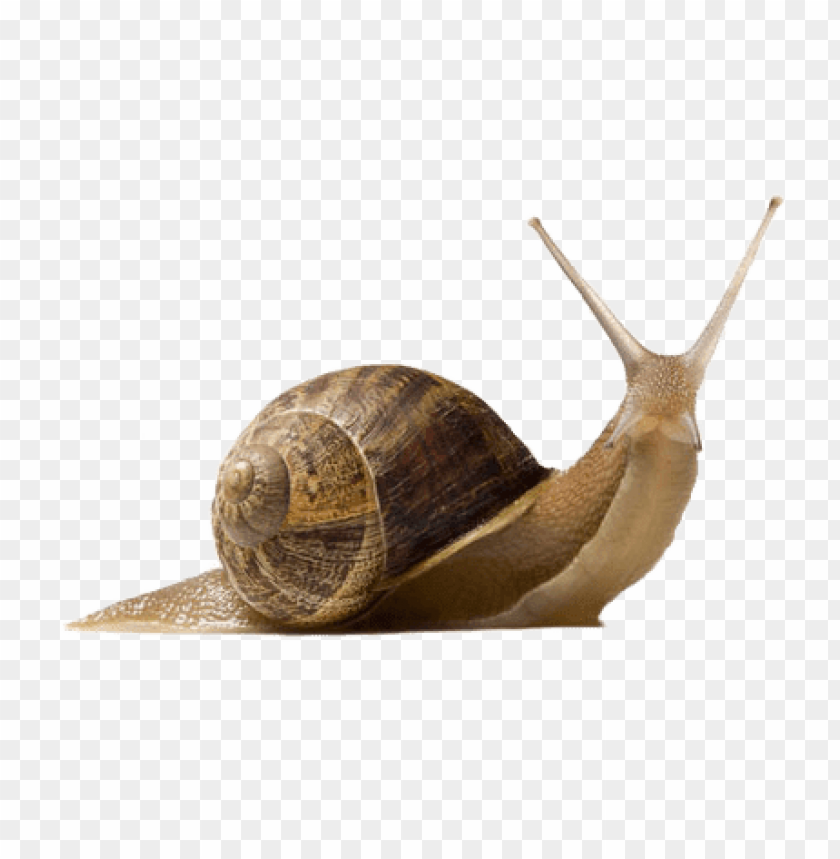 animals, snails, snail up, 
