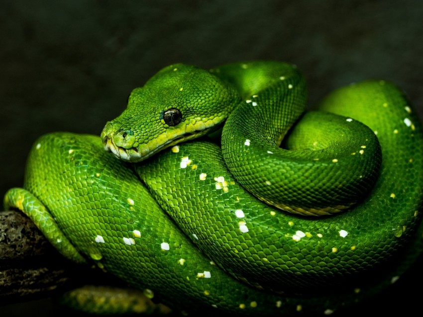 snake, green, reptile, wildlife