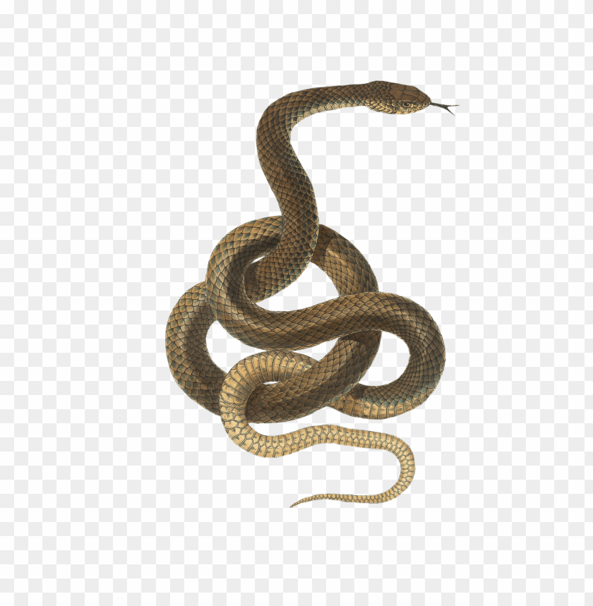 animals, snakes, snake light brown, 