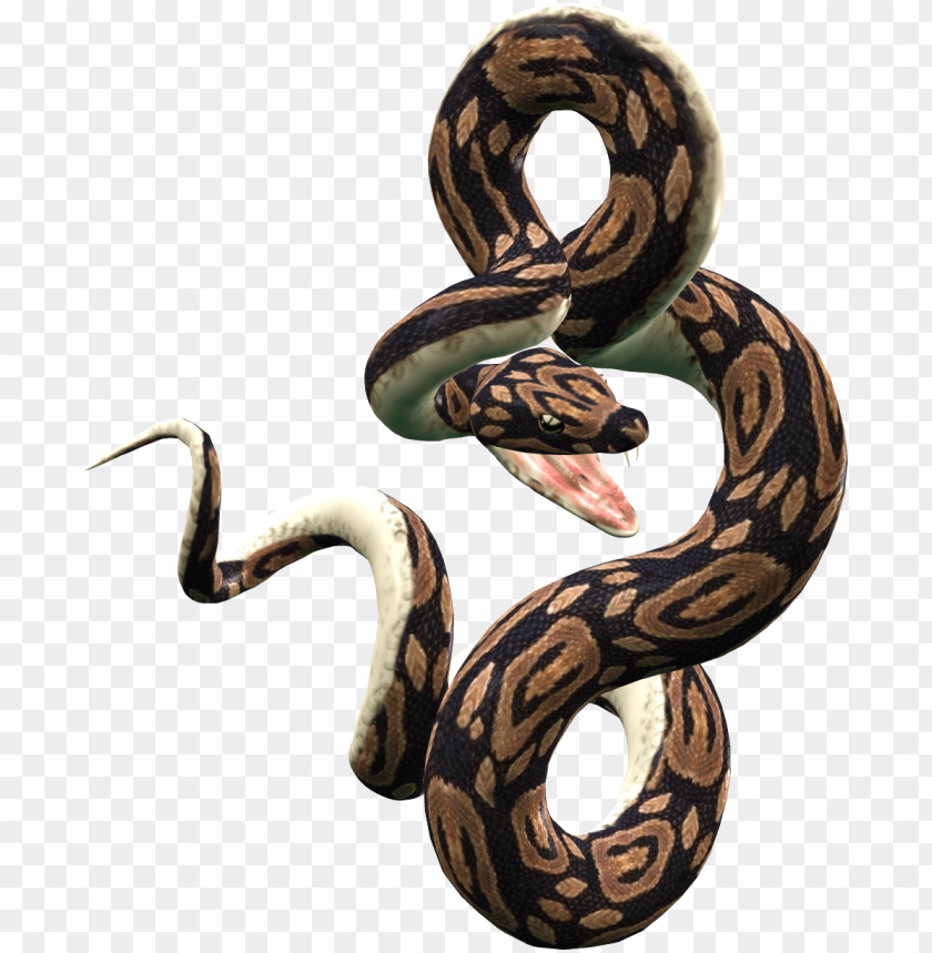 snake,animals