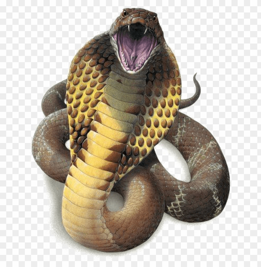 snake png high-quality image - king cobra snake PNG image with transparent  background | TOPpng