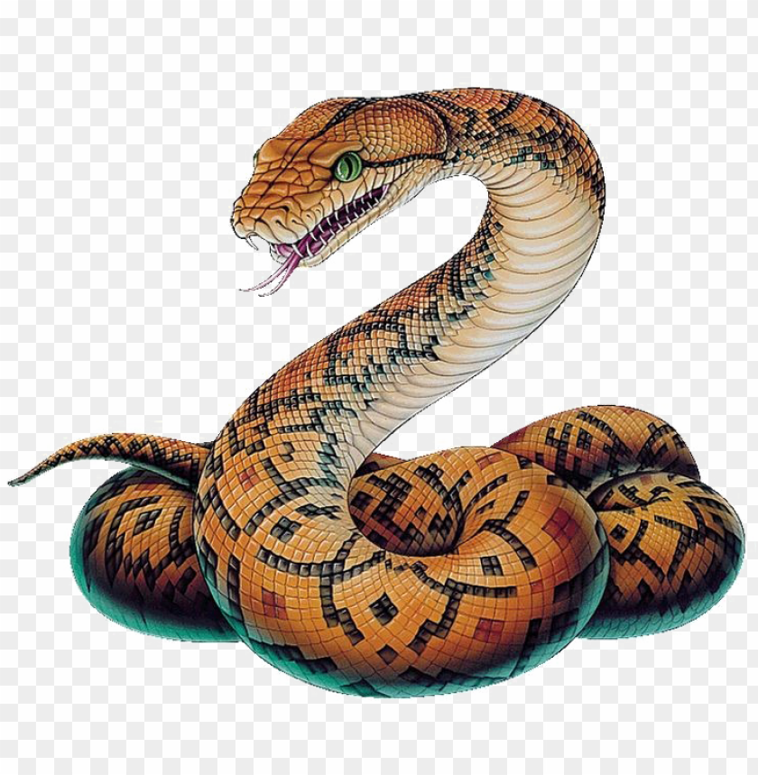 Download snake png image - python snake drawi png - Free PNG Images | TOPpng