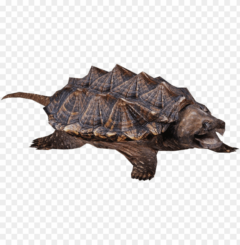 animals, turtles, snapping turtle, 