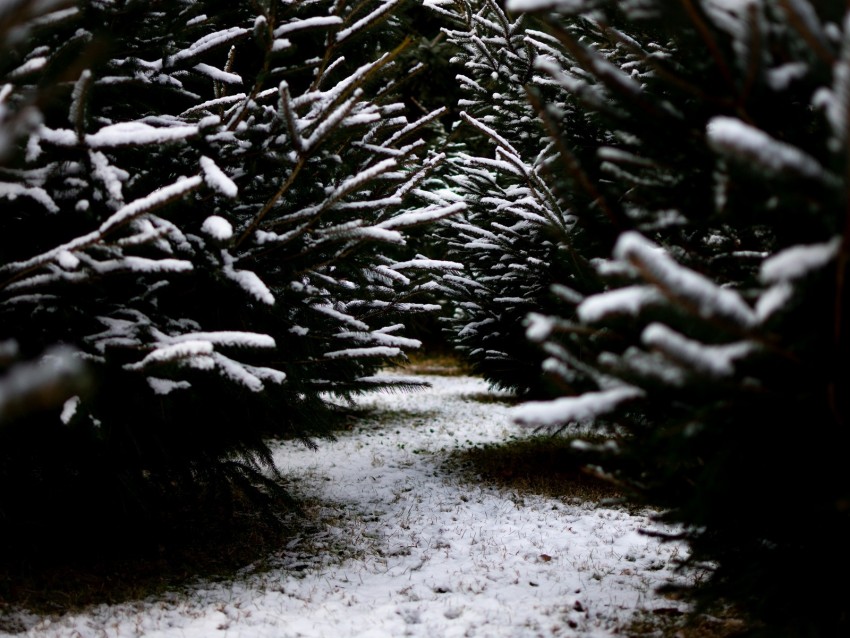 snow, branches, winter, path