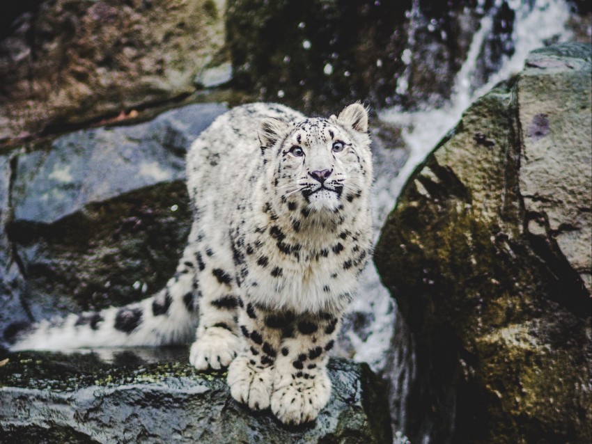 snow leopard, emotions, funny, big cat