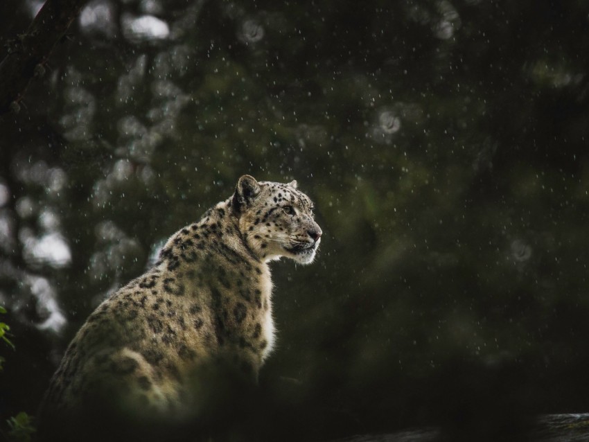 free PNG snow leopard, leopard, big cat, predator, rain, wildlife background PNG images transparent