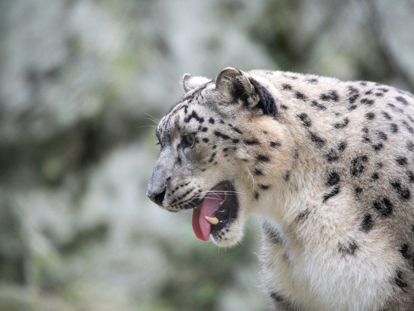 snow leopard, leopard, grin, fangs background@toppng.com