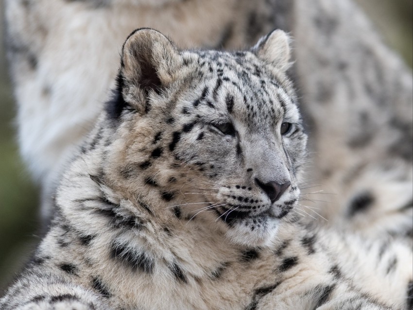 snow leopard, leopard, predator, big cat, wildlife background@toppng.com