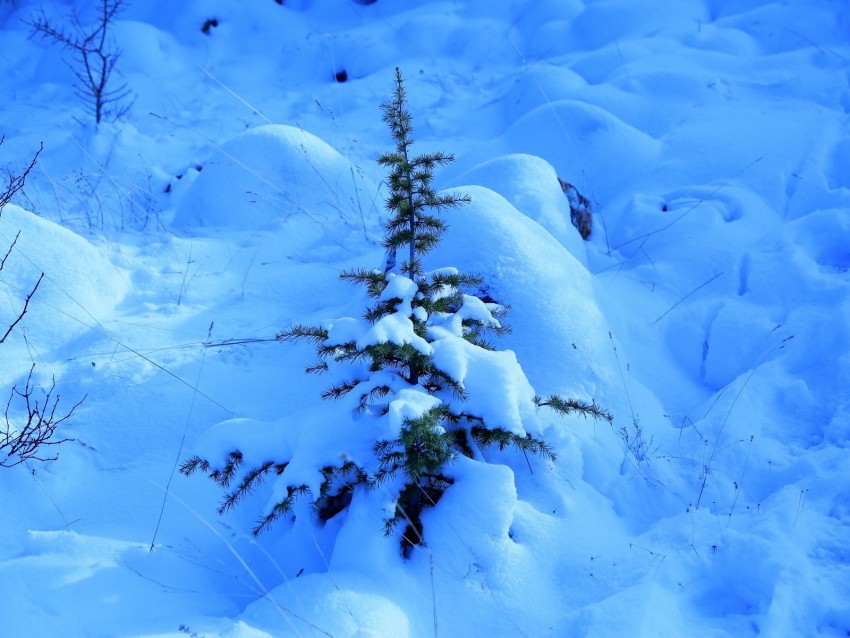 snow, spruce, prickles, drifts, winter