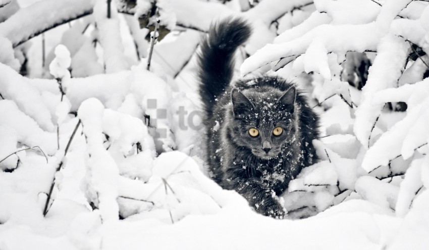 snow the cat winter wallpaper background best stock photos - Image ID 162098
