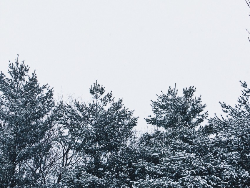 snow, trees, sky, white