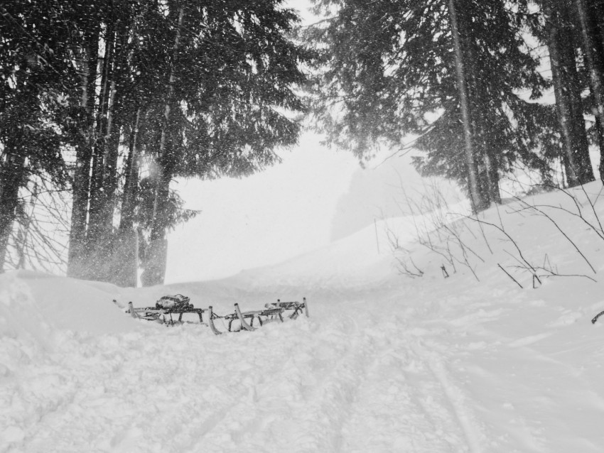 snow, trees, sleds, winter