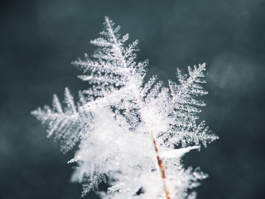 snowflake, snow, ice, macro, pattern