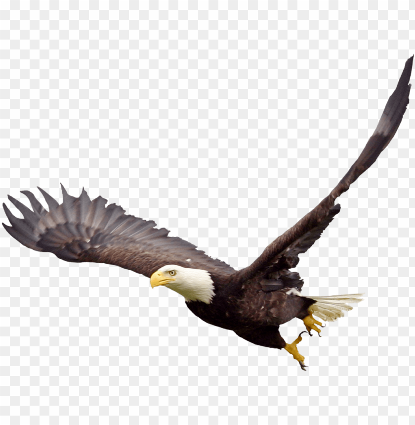 Download soaring eagle png file - bald eagle transparent background png -  Free PNG Images | TOPpng