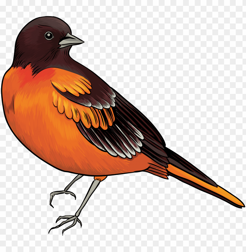 phoenix bird, twitter bird logo, orange circle, orange heart, big bird, orange smoke