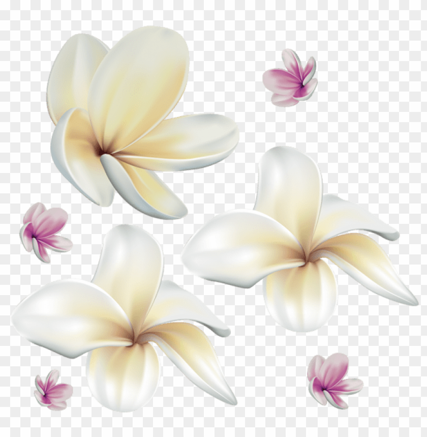 soft exotic flowers