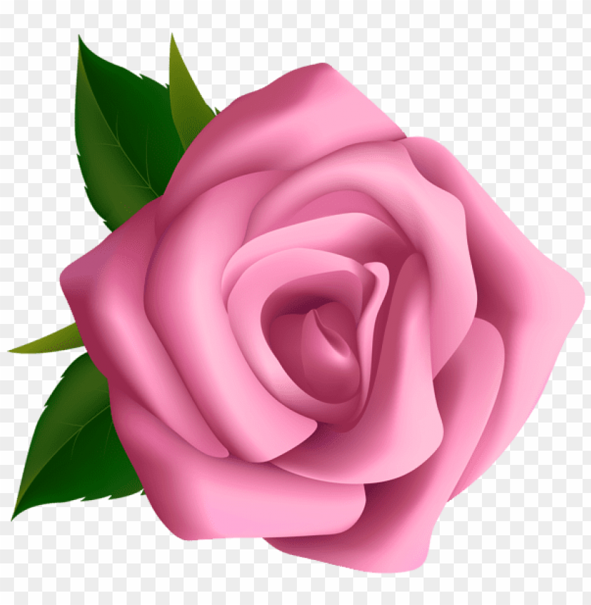 soft pink rose