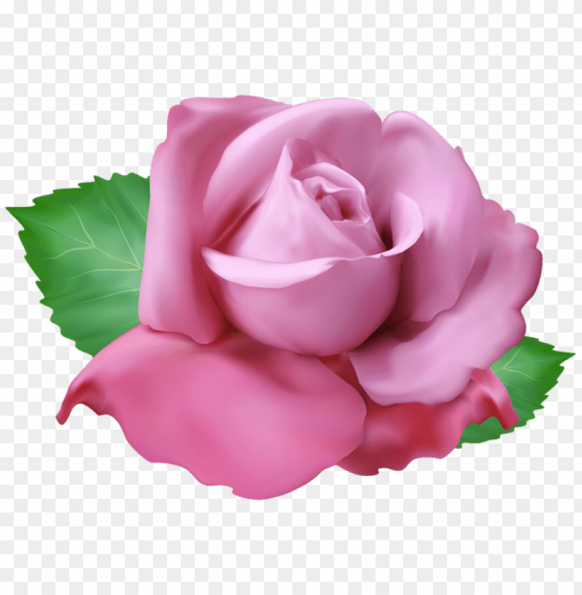 soft pink rose png
