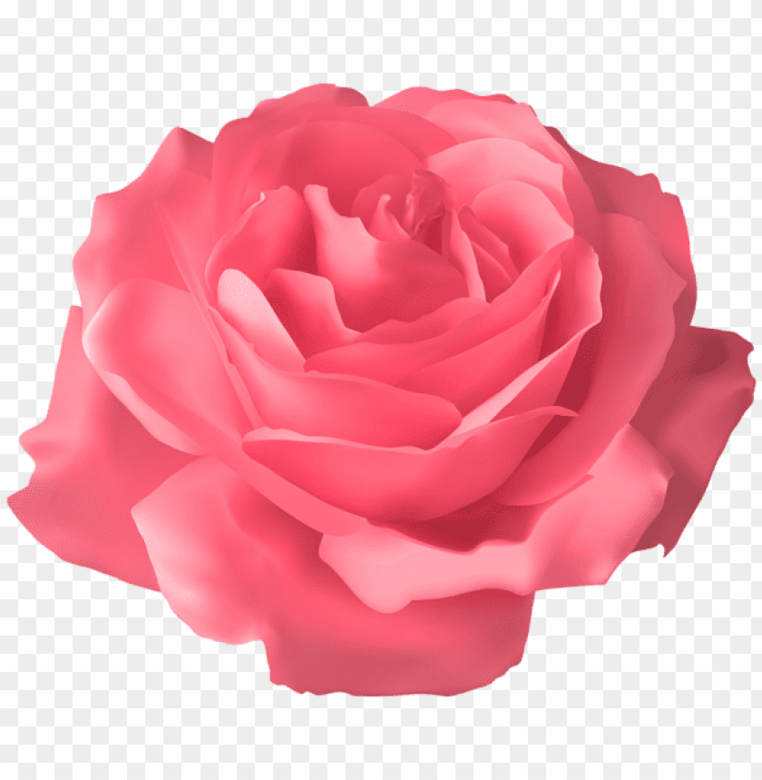 PNG image of soft pink rose transparent with a clear background - Image ID 43895