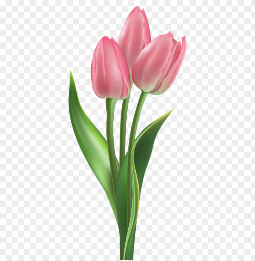 PNG image of soft pink tulips with a clear background - Image ID 44686