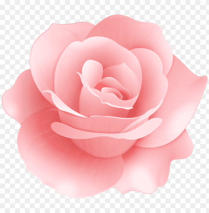 soft rose flower