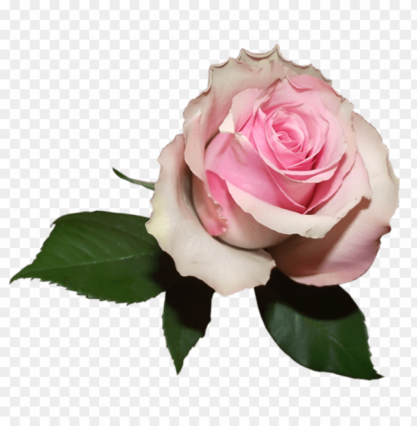soft transparent rose