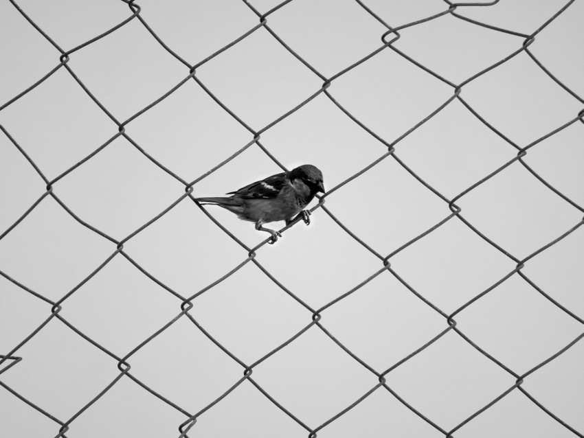 sparrow, fence, bw, mesh, bird, minimalism