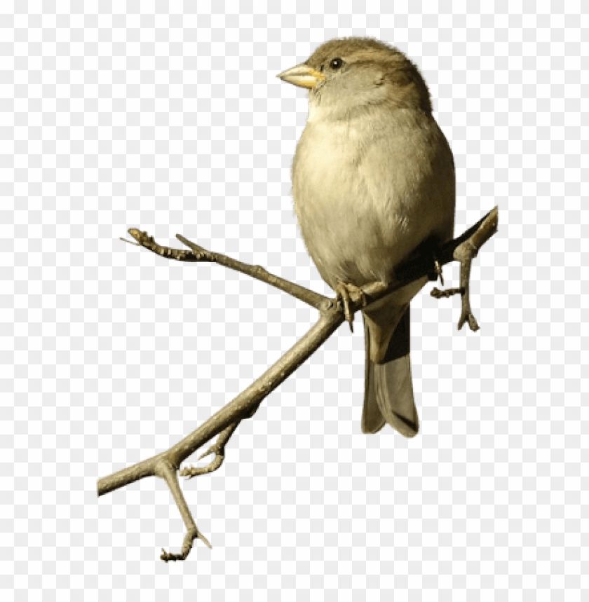 animals, birds, sparrows, sparrow on double branche, 